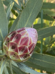 Protea caffra
