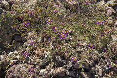 Fagonia laevis