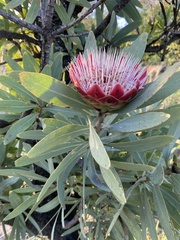 Protea caffra