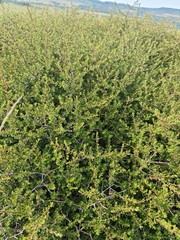 Diospyros austro-africana