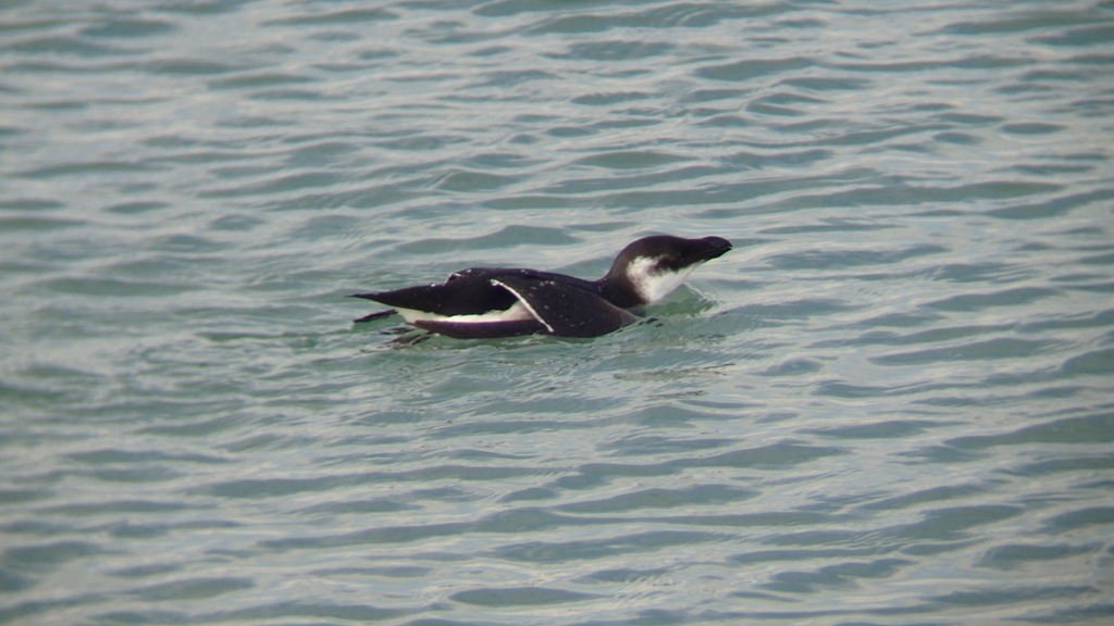 Razorbill in February 2023 by Erich P. Hofmann. One of several seen ...