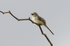 Prinia gracilis
