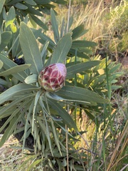 Protea caffra
