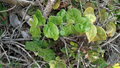 Mystroxylon aethiopicum