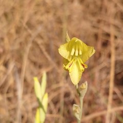 Gladiolus woodii