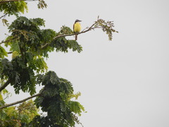 Pitangus sulphuratus