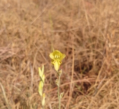 Gladiolus woodii