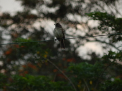 Elaenia flavogaster