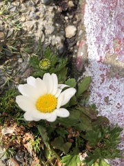 Leucanthemum maximum