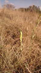 Gladiolus woodii