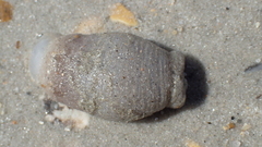 Paranthus rapiformis