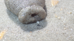 Paranthus rapiformis