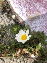 Leucanthemum maximum