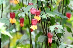 Callianthe megapotamica