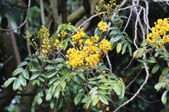 Senna viarum