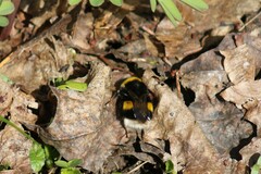Bombus lucorum