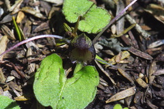 Corybas trilobus