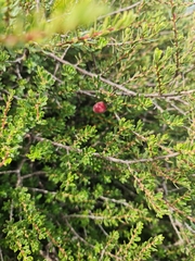 Diospyros austro-africana