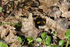 Bombus lucorum