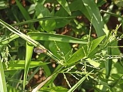 Oncometopia hamiltoni