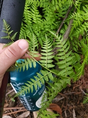 Athyrium