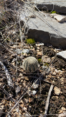 Echinocereus reichenbachii