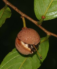 Ryania pyrifera