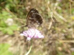 Pyronia cecilia