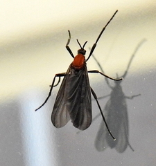 Plecia ruficollis