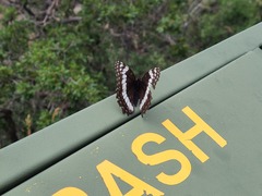 Limenitis weidemeyerii
