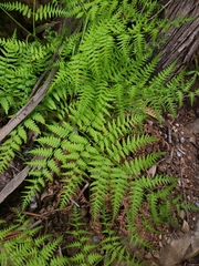 Athyrium