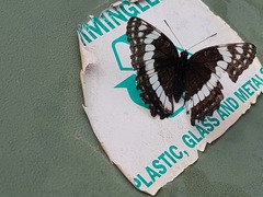 Limenitis weidemeyerii