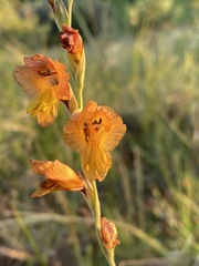 Gladiolus woodii