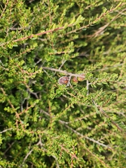 Diospyros austro-africana