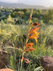 Gladiolus woodii