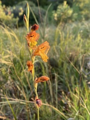 Gladiolus woodii