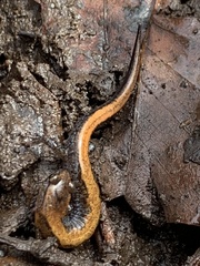 Plethodon dorsalis