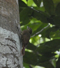 Glyphorynchus spirurus