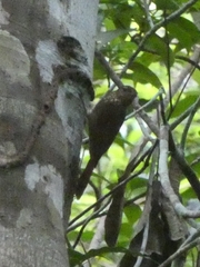 Glyphorynchus spirurus