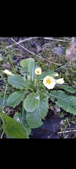 Primula vulgaris
