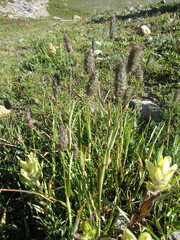 Phleum alpinum
