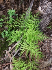 Athyrium