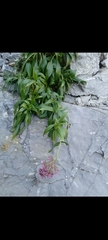 Centranthus ruber