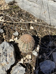 Echinocereus reichenbachii