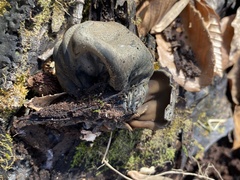 Urnula