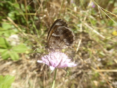 Pyronia cecilia