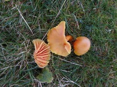 Hygrocybe quieta