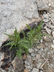 Caulanthus lasiophyllus