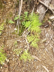 Athyrium
