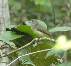 Myiopagis viridicata